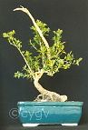 Buis-bonsai Buis N°2 - 1995 - Buxus sempervirens L.