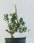 Buis-bonsai Buis N°2 - 1997 - Buxus sempervirens L.