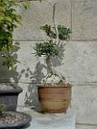 Buis-bonsai Buis N°2 - 2002 - Buxus sempervirens L.