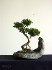 Buis-bonsai Buis N°2 - 2004 - Buxus sempervirens L.