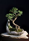 Buis-bonsai Buis N°2 - 2017 - Buxus sempervirens L.