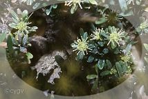 Bonsai-Buis-de-chine-4 Buxus harlandii Hance