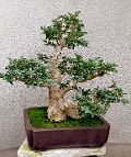 Buis N°5-bonsai Buis N°5 - 2019 - Buxus sempervirens L.