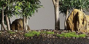 Bonsai-if-taxus Taxus baccata L. et Taxus baccata var. variegata Weston