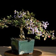 Lilas des Indes-bonsai Lagerstroemia indica 'Cordon bleu'