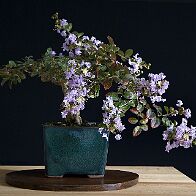 Lilas des Indes-bonsai Lagerstroemia indica 'Cordon bleu'