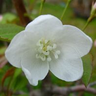Pommier-malus-bonsai Malus sieboldii (Regel ex Dippel) Rehder
