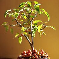 Pommier-malus-bonsai Malus PERPETU® 'Evereste'