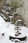 bonsai-saisons Hiver