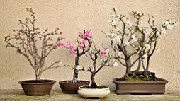 bonsai-saisons Printemps
