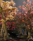 bonsai-saisons Printemps