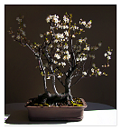 Prunus-bonsai Prunus domestica L. (Prunier)