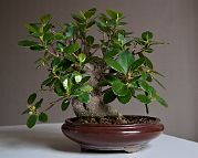 Bonsai-Ficus-Microcarpa Ficus microcarpa ‘Green Island’
