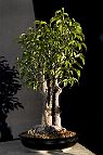 Bonsai-Ficus-Benjamina Ficus benjamina 'Natasja' Prise de vue - 2018