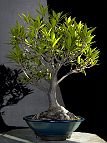 Bonsai-Ficus-Neriifolia Ficus neriifolia Prise de vue - 2018