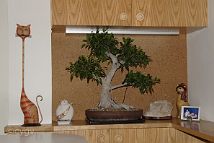 Bonsai-Ficus-Retusa Ficus retusa L.