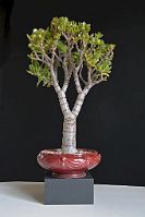 bonsai-arbre de jade Crassula ovata