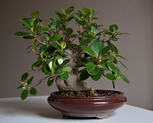 Les Ficus
