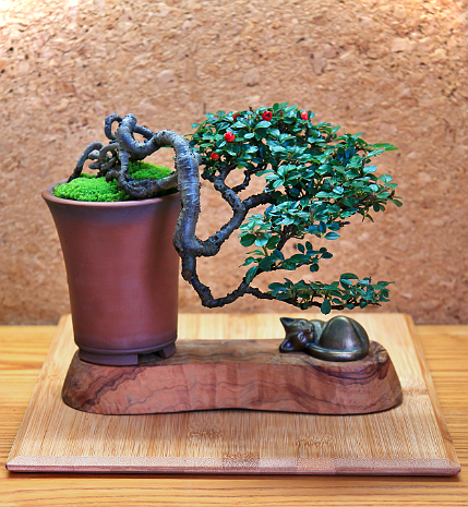 Cotoneaster COTONEASTER BONSAI