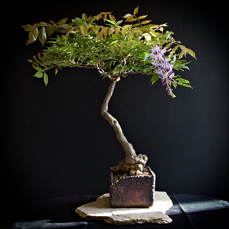 Glycine