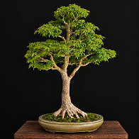 Acer