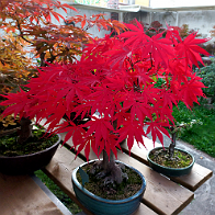 Erable-Bonsai-Acer Acer amoenum var. matsumurae 'Inazuma'