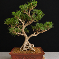02-1 Pin des bouddhistes Podocarpus macrophyllus maki