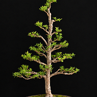 02-2 If commun doré Taxus baccata 'David'