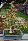 cotoneaster-bonsai Cotoneaster horizontalis N°3 (2017)