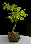 Marronnier d'Inde-bonsai Aesculus hippocastanum L.