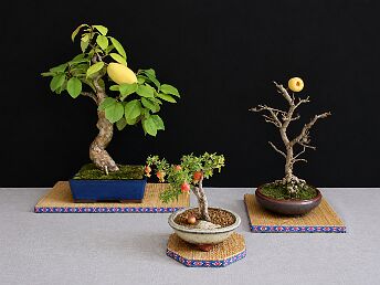 Expositions