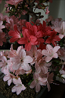 Azalée-bonsai Rhododendron indicum 'Nikko' (azalée satsuki)