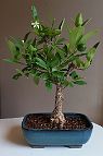 Bonsai-Limettier-Citron-vert Citrus aurantiifolia (Christm.) Swingle