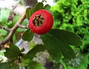 Bonsai-Aubépine Crataegus laevigata (Poir.) DC. 'Paul's Scarlet'