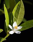 Bonsai-Limettier-Citron-vert Citrus aurantiifolia (Christm.) Swingle