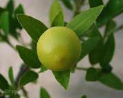 Bonsai-Limettier-Citron-vert Citrus aurantiifolia (Christm.) Swingle