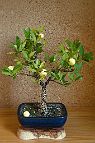 Bonsai-Limettier-Citron-vert Citrus aurantiifolia (Christm.) Swingle