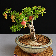 Grenadier-bonsai Punica granatum L. 'Nana Gracilissima'