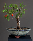 Grenadier-bonsai Punica granatum L. var 'nana gracilis'