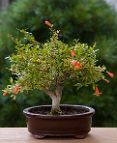 Grenadier-bonsai Punica granatum L. var 'nana gracilis'