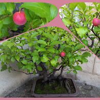 Prunus