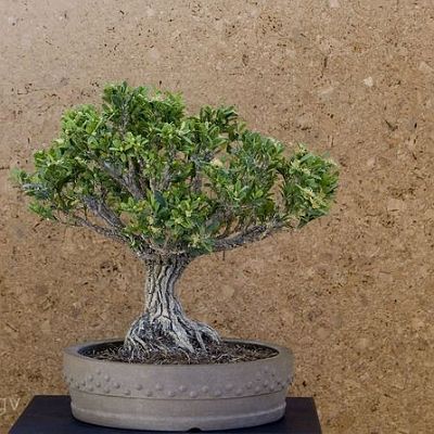 Bonsai-Buis-de-chine Buxus harlandii Hance