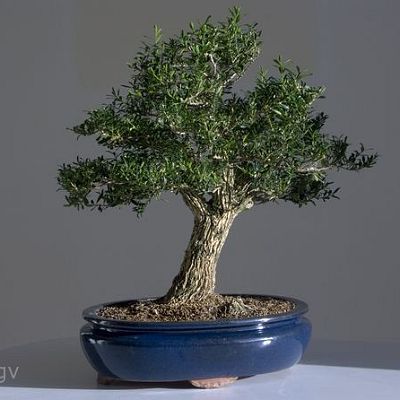 Bonsai-Buis-de-chine Buxus harlandii Hance