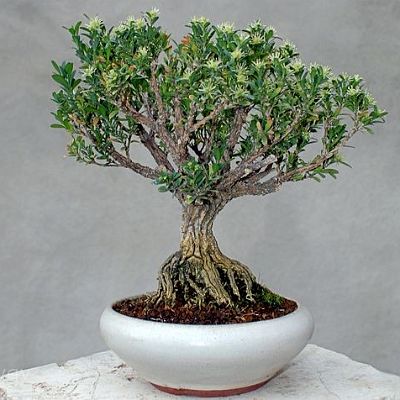 Bonsai-Buis-de-chine Buxus harlandii Hance