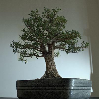 Bonsai-Buis-de-chine Buxus harlandii Hance