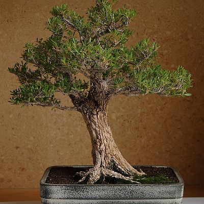 Bonsai-Buis-de-chine Buxus harlandii Hance