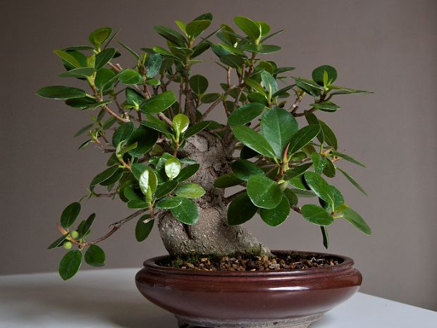 Les Ficus