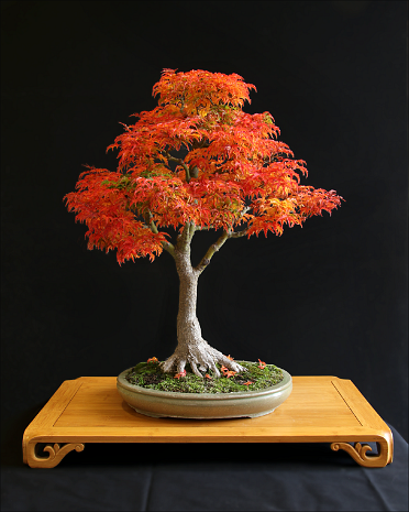 Acer ACER BONSAI