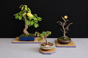 Expositions