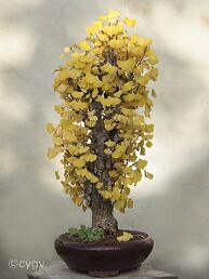 Ginkgo biloba